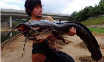 塘鲺和鲶鱼的区别有哪些 怎么通过胡须辨别塘鲺和鲶鱼