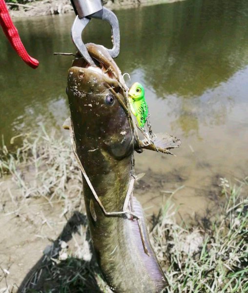 塘鲺和鲶鱼的区别有哪些