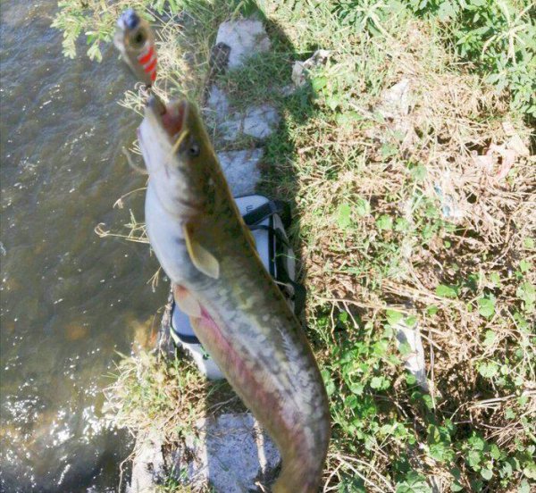 塘鲺和鲶鱼的区别有哪些