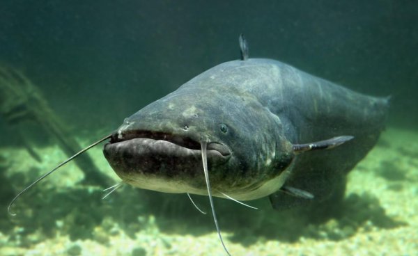 塘鲺和鲶鱼的区别有哪些