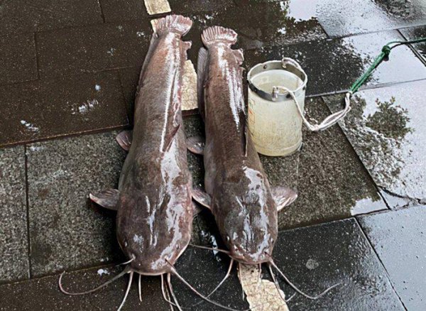 塘鲺和鲶鱼的区别有哪些