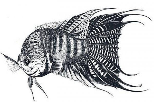 鱼缸滤材哪几种最实用