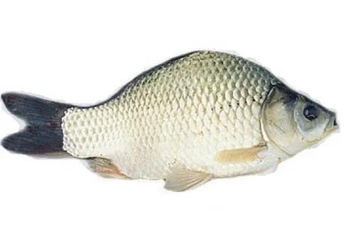 我国鲫鱼品种介绍图片