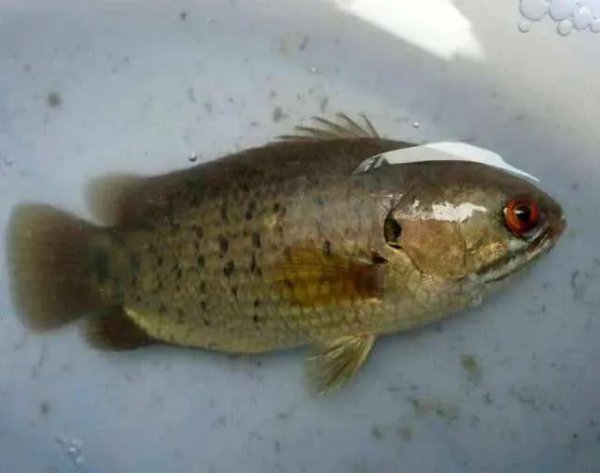 我国鲫鱼品种介绍图片