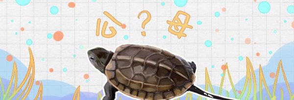 中华草龟怎么分公母