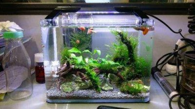 改善水质最强的水生植物 四种适合鱼缸养殖的植物