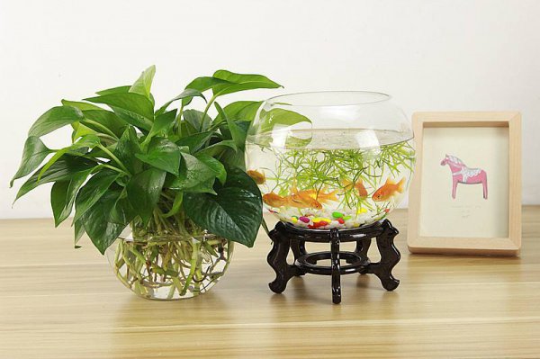 改善水质最强的水生植物