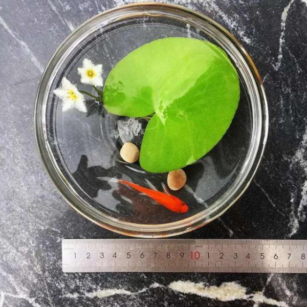 改善水质最强的水生植物