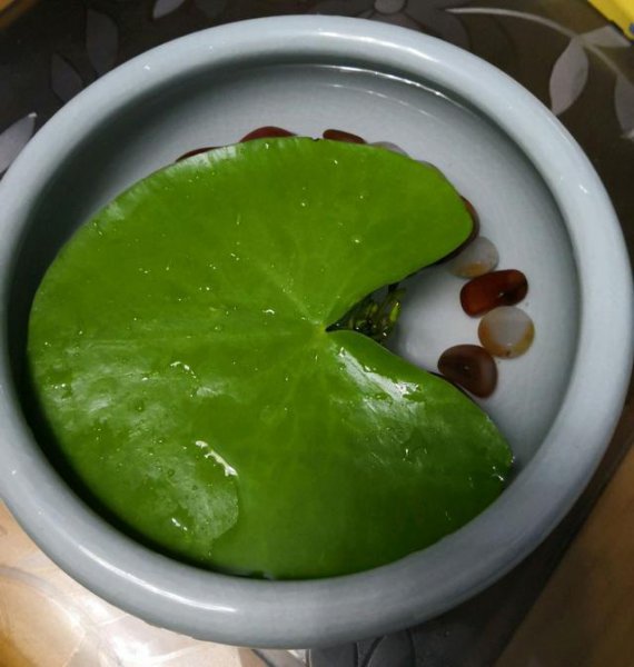 改善水质最强的水生植物