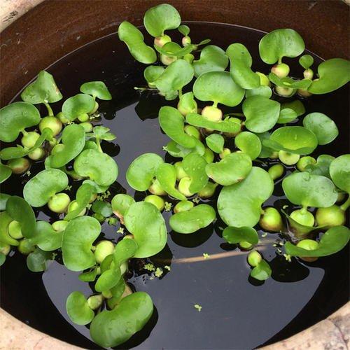 改善水质最强的水生植物