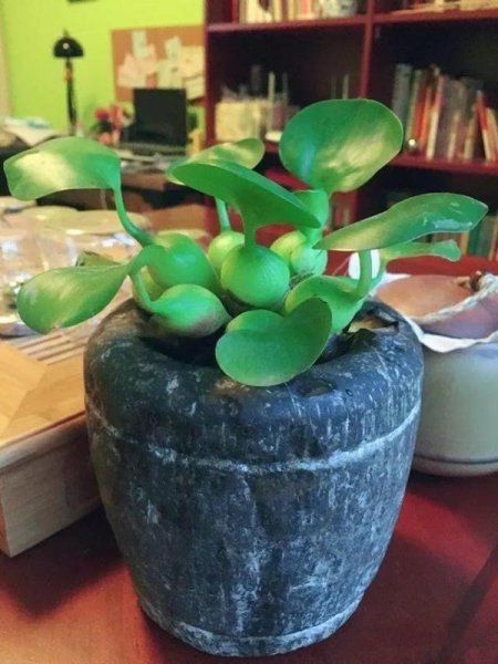 改善水质最强的水生植物