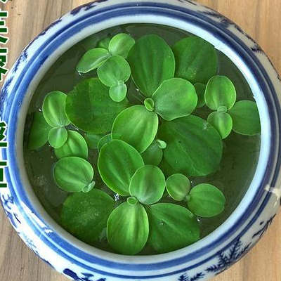 改善水质最强的水生植物