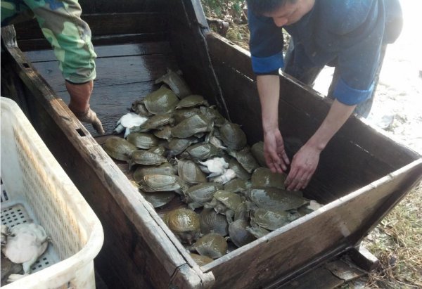 甲鱼的生活环境及特点
