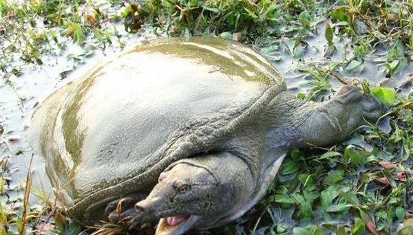 甲鱼的生活环境及特点