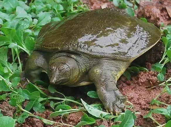 甲鱼的生活环境及特点