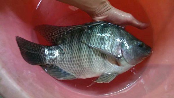 罗非用什么饵料最好钓