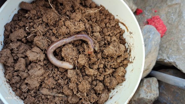 罗非用什么饵料最好钓