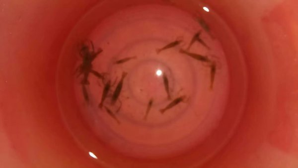 罗非用什么饵料最好钓