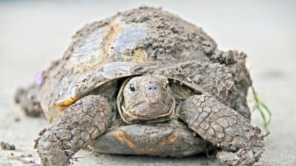 家养鳄龟认主人吗