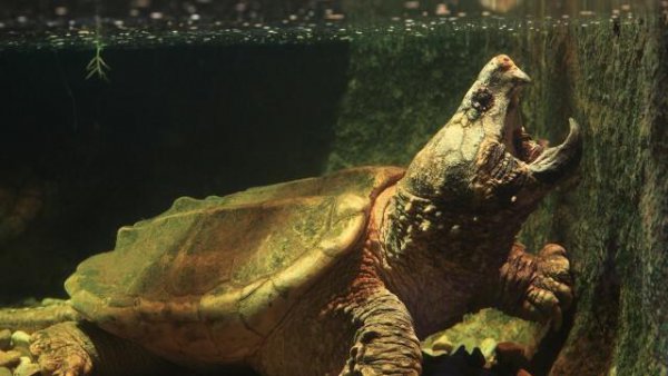 家养鳄龟认主人吗