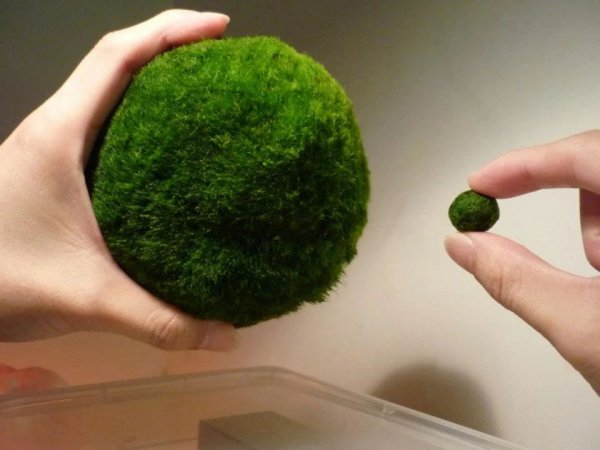 海藻球怎么养最好教程