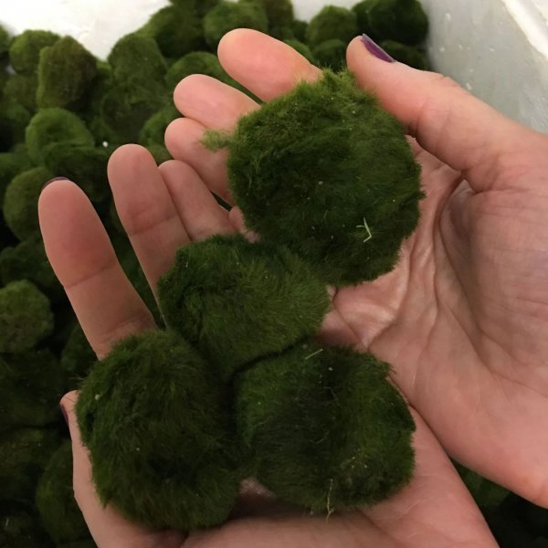 海藻球怎么养最好教程