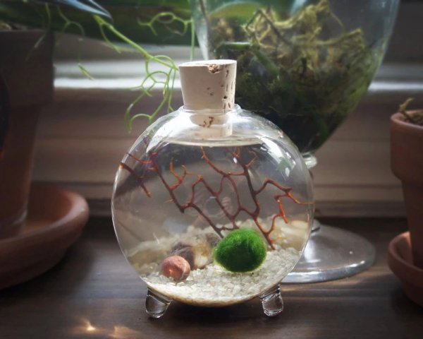 海藻球怎么养最好教程