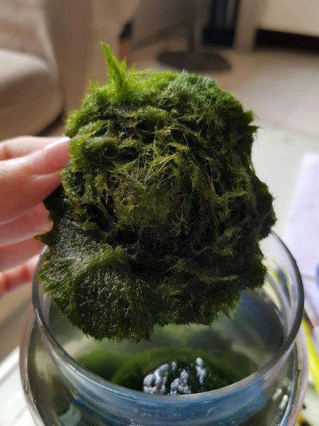 海藻球怎么养最好教程