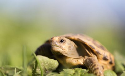 乌龟什么时候开始吃东西| 小乌龟多大开始吃东西