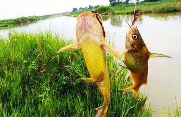 昂刺鱼钓法与选钓点教程