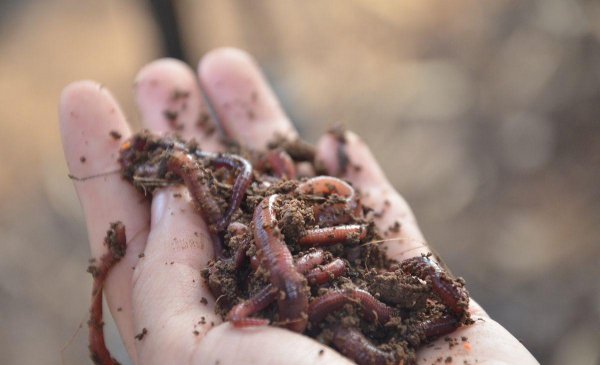 昂刺鱼钓法与选钓点教程