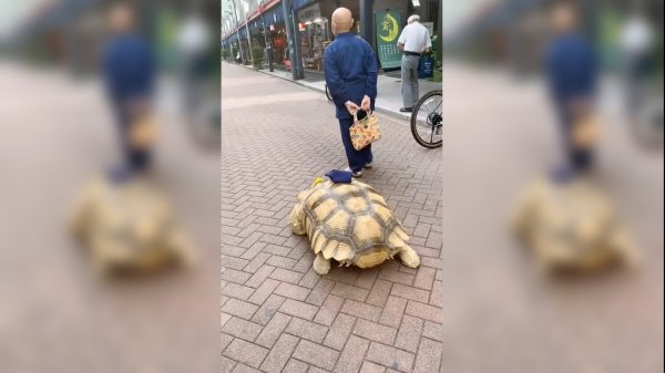 乌龟为什么寿命长