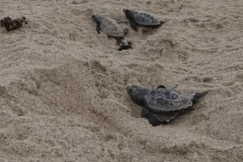 乌龟为什么寿命长