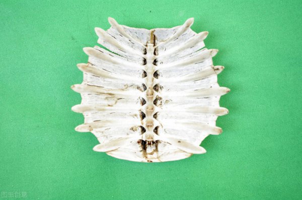 鳖和乌龟的区别在哪里