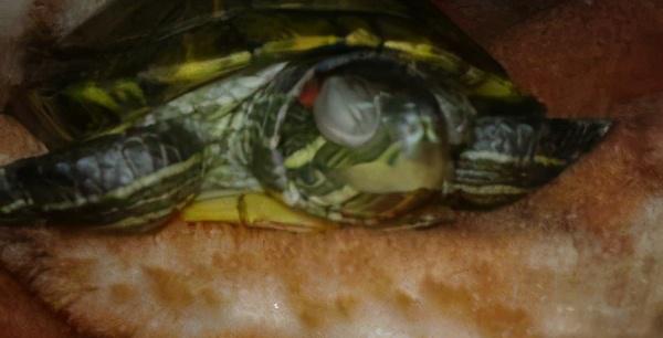 白眼病的乌龟怎么治最有效