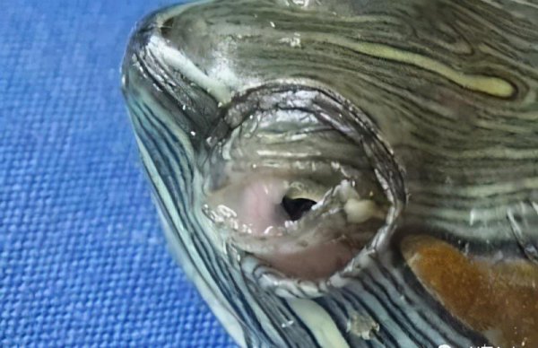 白眼病的乌龟怎么治最有效