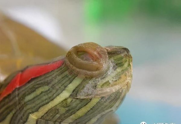 白眼病的乌龟怎么治最有效