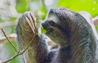 树懒为什么那么慢 树懒这么慢为啥能一直存活下来到现在