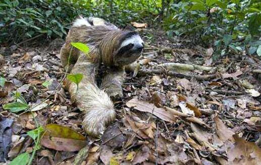 树懒为什么那么慢