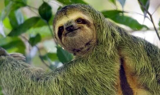 树懒为什么那么慢