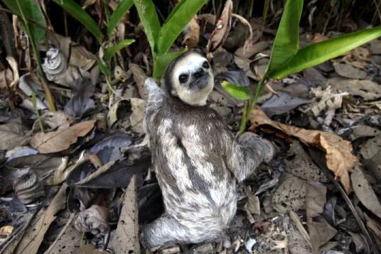 树懒为什么那么慢