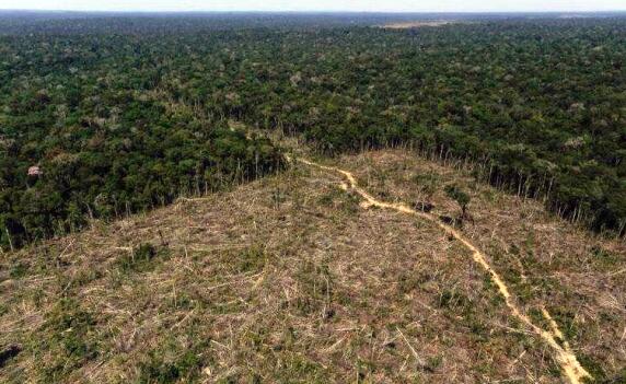 树懒为什么那么慢