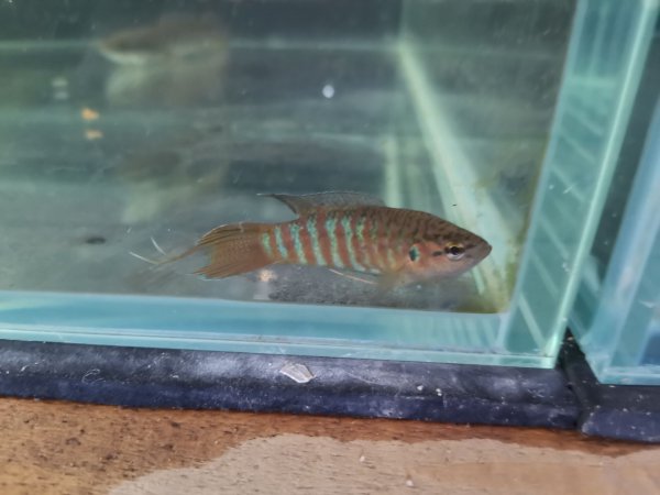 新手斗鱼繁殖方法和技巧