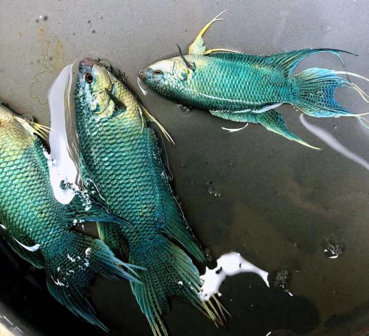 新手斗鱼繁殖方法和技巧