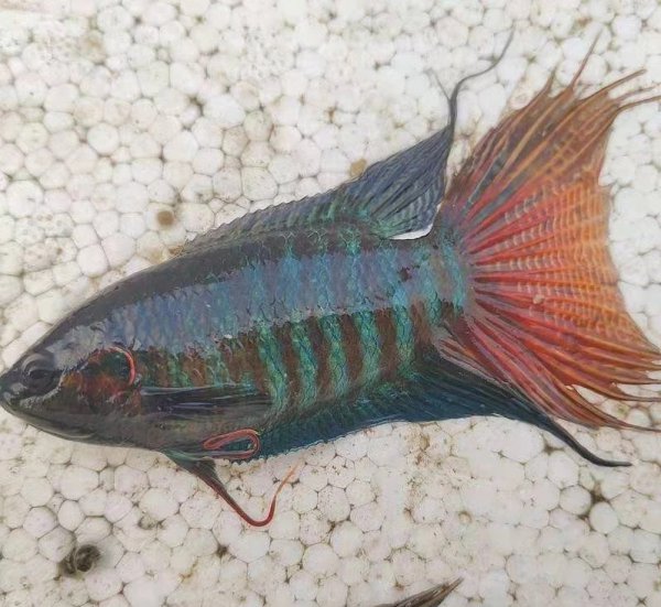 新手斗鱼繁殖方法和技巧