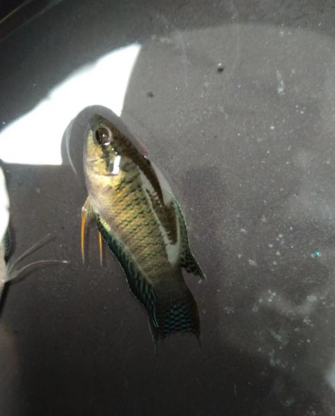 新手斗鱼繁殖方法和技巧