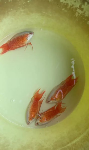 新手斗鱼繁殖方法和技巧