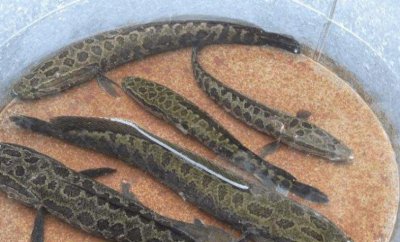 雷龙鱼怎么养最合适 雷龙鱼饲养心得以及注意事项