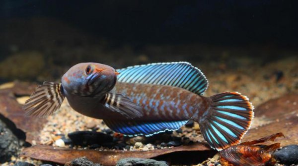 雷龙鱼怎么养最合适