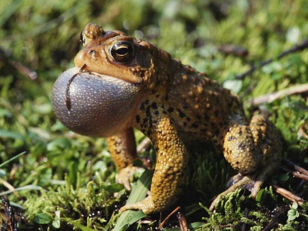 花背蟾蜍有毒吗